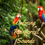 Calming Rainforest Sounds cover