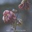 The Past cover
