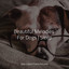 Beautiful Melodies For Dogs | Sleep cover