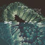 Turbidity
