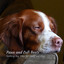Paws & Lofi Beats: Soothing Dog Vibes for Study & Sleep cover