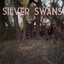 Silver Swans profile