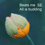 All Is Budding cover