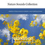 Forest Night cover