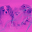 Music for Family Dogs (Bossanova) cover