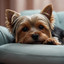 ADV: Pawsitive Dog Training College - Dog Training -Female