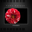 Primavera cover