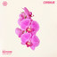 Maykors & Parhelia — Orchid cover art
