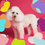 Piano Jazz - Ambiance for Calming Your Doggie cover