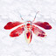 Cicada