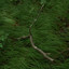 Giant feat. Moshimoss