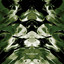 Primal Motion