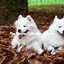 The Canine Collection of Jams cover