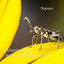 Nature: Relaxing Bugs Scenic Ambience Vol. 1 cover