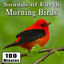 Early Morning Wild Birds Chirping and Activity (Songbirds) [Singing Bird Ambience Sound Effects] cover