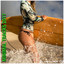 Delayz — This Way (Pop Drop Remix) cover art
