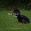 Reiki Paradise For Dogs cover