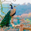 Peacock Dance Flute - Krishna Flute cover