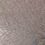 Mouflon Reclining