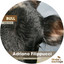 Adriano Filippucci — Bull (Dave Ellesmere Remix) cover art