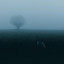 PALM TREE LULLABY