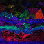 Rainbow Machine Palace - CAOS