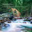 Meditation: Soothing Stream Mindful Rest Vol. 1 cover