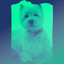 Carefree Piano and Bell Music - Bgm for Doggy Wellness cover