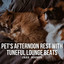 Jazz Sounds: Pet's Afternoon Rest with Tuneful Lounge Beats cover