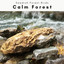 A Calm Forest cover