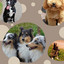 Doggy Rest (Subtle) cover