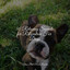 50 Relaxing Sounds for Relaxation For Dogs cover