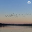 BIRDS - And Bees 28 May (H)