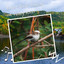 Forest Birds Singing on Valley River cover