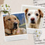 Backdrop for Sweet Dogs - Trumpet, Electric Piano, Alto Sax and Soprano Sax cover