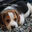 Rain Sounds: Calming Ambient Music for Dogs Vol. 1 cover