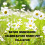 Nature Soundscapes: Calming Nature Sounds for Relaxation cover