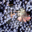 Cabernet