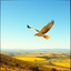 Pilot (Let Me Fly)