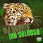 My Selecta