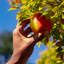 Passion Fruit (Basket 2) cover