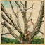 Above Earth's Lamentation cover