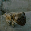Powerful Relaxation For Dogs cover
