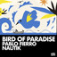 Bird Of Paradise