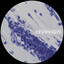 Vauna — Hydrate (Rorschack Remix) cover art