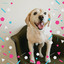 (Trumpet Jazz) Music for Doggy Hotels cover