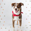 Quartet Jazz - Background Music for Sleepy Pups cover