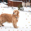 Spectacular Smooth Jazz Chill Out - Background for Dogs Resting cover