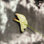 Patches - Sweet by and by