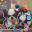 Quiet Background for Sleepy Puppies cover